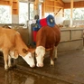 Автоматична четка за крави двураменна HAPPYCOW Duo, Germany - снимка 3